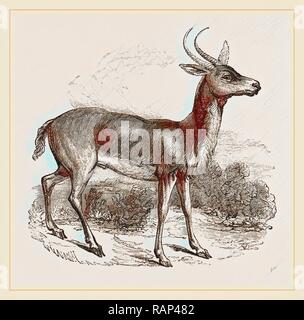 Reitbok hi-res stock photography and images - Alamy