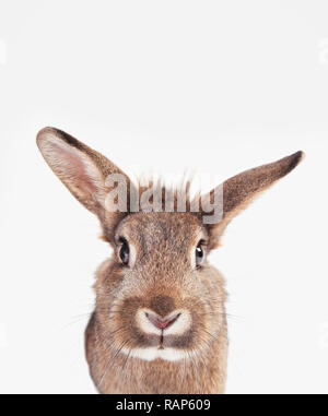 a rabbit with brown gray fur and long ears isolated against a white background Stock Photo