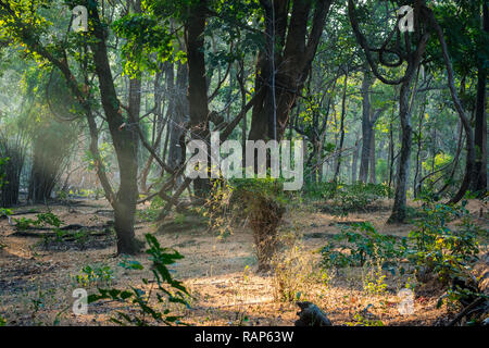 An early morning safari in winter mist with sun rays at bandhavgarh tiger reserve, india Stock Photo