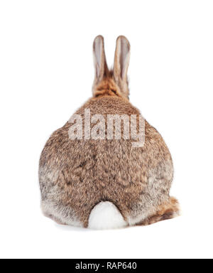 a rabbit with brown gray fur and long ears isolated against a white background Stock Photo