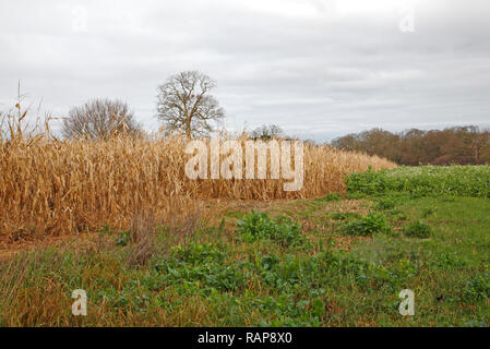 A small crop of maize or sweet corn left in the field to provide cover and feed for game birds in the winter. Stock Photo