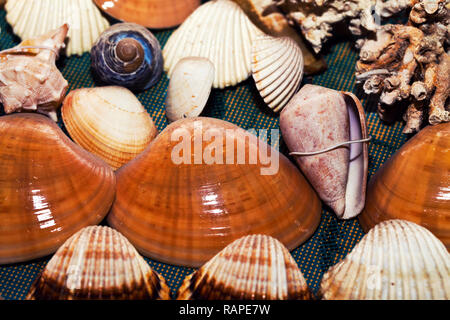 Sea Animal Dried Dead Fish and Seashell Background Stock Photo