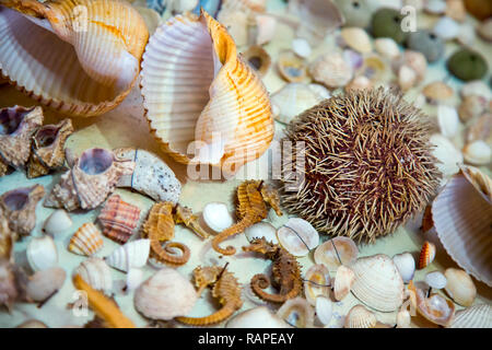 Sea Animal Dried Dead Fish and Seashell Background Stock Photo