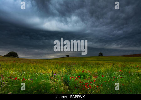 Cereal and wild fields with some flowers under a dark stormy sky Stock Photo