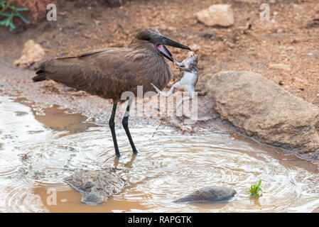A Hamerkop (Scopus umbretta) catches an Eastern Olive Toad (Amietophrynus germani) in Kruger National Park, South Africa. Stock Photo