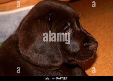 chocolate brown labrador puppy side view portrait, chocolate labrador retriever puppy male portrait studio shot Stock Photo