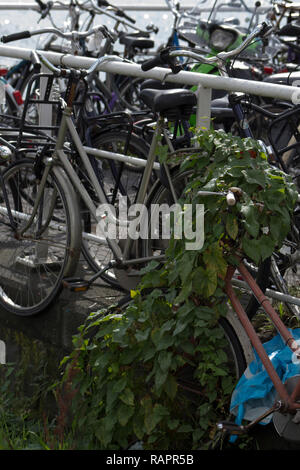 Old bicycle covered by leafs in Amsterdam. Stock Photo