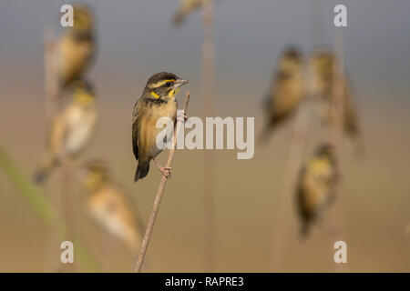 Black-breasted weaver  (Ploceus benghalensis), also known as the Bengal weaver or black-throated weaver, Gujarat, India Stock Photo