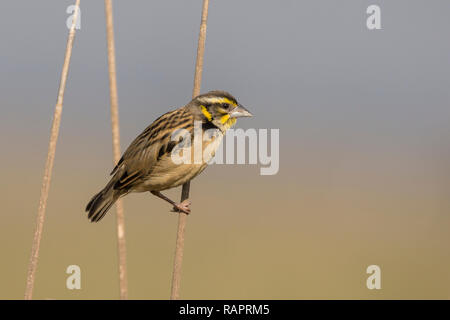 Black-breasted weaver  (Ploceus benghalensis), also known as the Bengal weaver or black-throated weaver, Gujarat, India Stock Photo