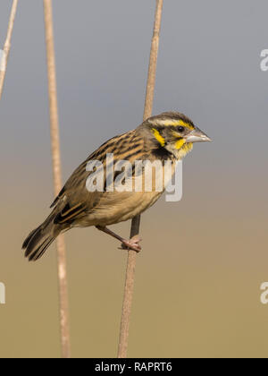 Black-breasted weaver  (Ploceus benghalensis), also known as the Bengal weaver or black-throated weaver, Gujarat, India Stock Photo