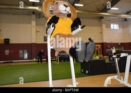 SILVERDALE, Wash. (Feb. 28, 2017) – Navy mascot, “El Cid”, tests the upgraded Navy Operational Fitness and Fueling Systems (NOFFS) facility’s equipment at Naval Base Kitsap (NBK) – Bangor. Stock Photo