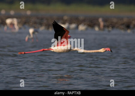 Greater Flamingo (Phoenicopterus roseus) in flight Stock Photo