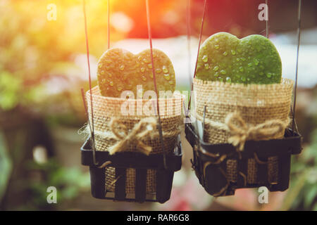 Two heart shape cactus love nature concept vintage color tone. Stock Photo