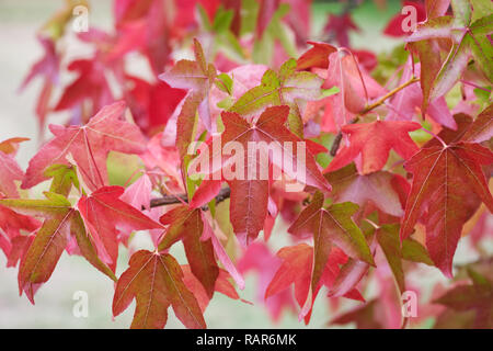Liquidambar styraciflua 'Corky' leaves in Autumn. Stock Photo