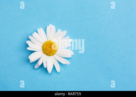 Leucanthemum vulgare. Single Oxeye daisy on a blue background. Stock Photo