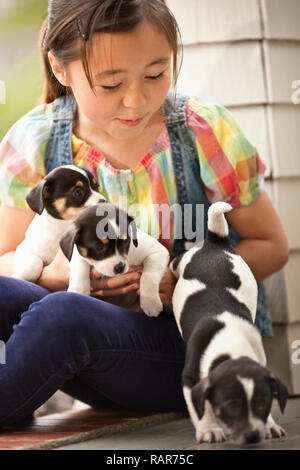 Girl holding three puppies. Stock Photo