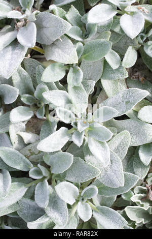 Stachys byzantina leaves. Stock Photo