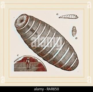 Pupa of Blow-fly. Reimagined by Gibon. Classic art with a modern twist reimagined Stock Photo