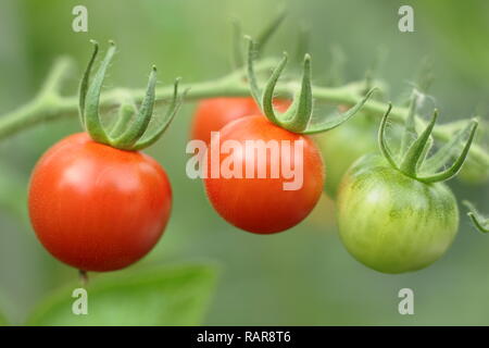 Solanum lycopersicum.  Heriloom tomato 'Chadwick Cherry'  ripening on the vine,  summer, UK Stock Photo