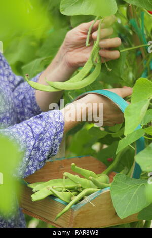 Phaseolus coccineus. Woman harvesting runner beans 'Scarlet Emperor' into a wooden basket in a summer garden, UK Stock Photo