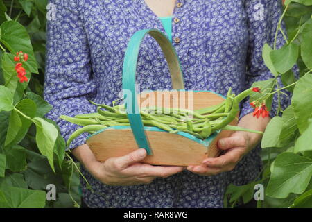 Phaseolus coccineus. Woman harvesting runner beans 'Scarlet Emperor' into a wooden basket in a summer garden, UK Stock Photo