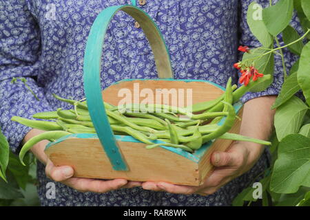 Runner beans. Phaseolus coccineus. Woman harvesting runner beans 'Scarlet Emperor' into a wooden basket in a summer garden, UK Stock Photo