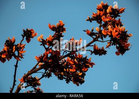 Flamboyant or Delonix Regia in a tropical garden.Blossoming buds against the blue sky Stock Photo