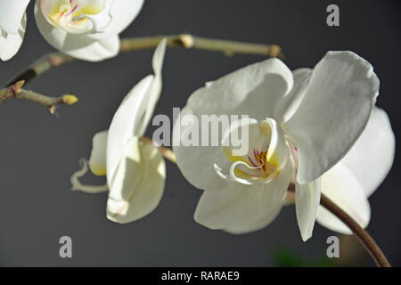 Orchideen, Weiße Orchideen , Hintergrund