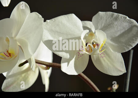 Orchideen, Weiße Orchideen , Hintergrund