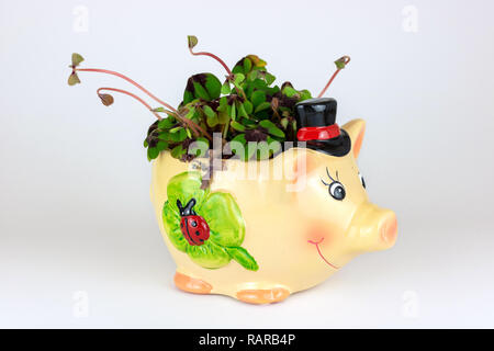 Lucky charm pig with four leaf clover Stock Photo