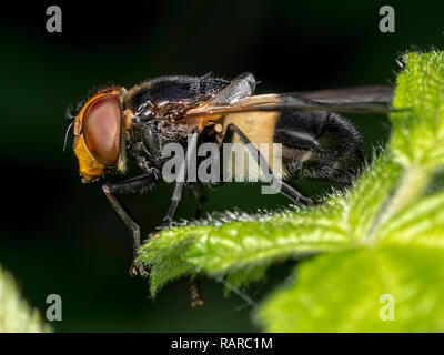 A Green Pied Hoverfly (Volucella pellucens) on the edge of a leaf at Blashford Lakes nature reserve, Hampshire Stock Photo