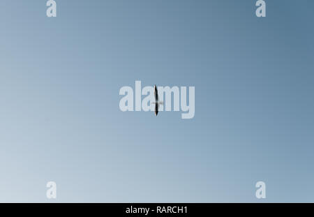 single seagull flying over clear blue sky Stock Photo