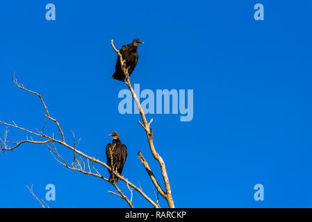 Two Turkey Vultures perched on a tree branch against the clear blue sky. Everglades National Park, Florida Stock Photo