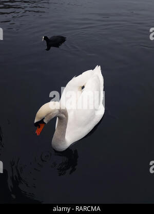 A white swan and a black bird floating on the lake water. Stock Photo