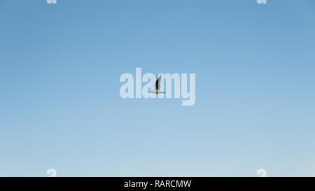 single seagull flying over clear blue sky Stock Photo