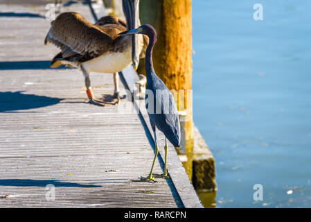 A Little Blue Heron on a dock, in the background, slightly out of focus, a Pelican, a Seagull and a Cormorant. Flamingo Marina, Everglades Stock Photo