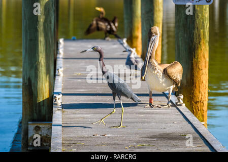 A Little Blue Heron on a dock, in the background, slightly out of focus, a Pelican, a Seagull and a Cormorant. Flamingo Marina, Everglades. Stock Photo