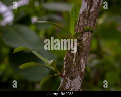 parasite plant grow on a tree in the garden Stock Photo