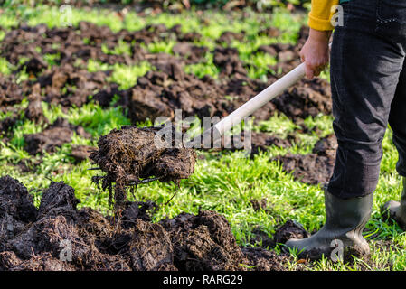 Farmer working in the garden in spring. Organic fertilization of the grass field, preparing garden for digging and planting Stock Photo