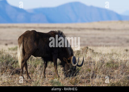 Black wildebeest (Connochaetes gnou), adult male, in open grassland, grazing, Mountain Zebra National Park, Eastern Cape, South Africa, Africa Stock Photo