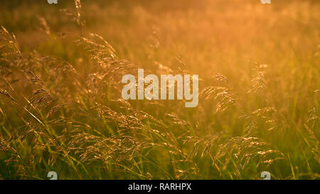 Wild oats in wind at sunset light Stock Photo