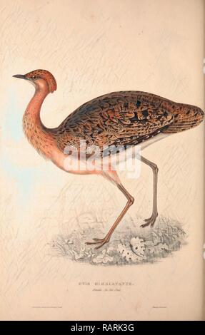 Delicious Bustard, Otis deliciosa. Female. 2/3 Natural size. Gray, John ...