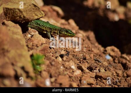 Green male Maltese Wall Lizard, Podarcis filfolensis maltensis, endemic reptila to Maltese Islands, guarding nest in stones and red soil mating season Stock Photo