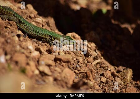 Green male Maltese Wall Lizard, Podarcis filfolensis maltensis, endemic reptila to Maltese Islands, guarding nest in stones and red soil mating season Stock Photo