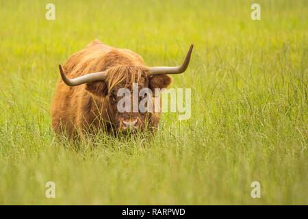 Highland Cow in a field Stock Photo