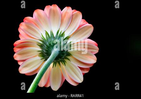 A close up of a Gerbera head Stock Photo