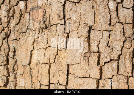 Natural bark background or texture. Abstract pattern Stock Photo