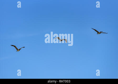 A flock of American white Pelicans flying against a blue sky. Stock Photo