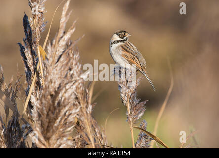 Reed Bunting, male, Rutland Water Stock Photo