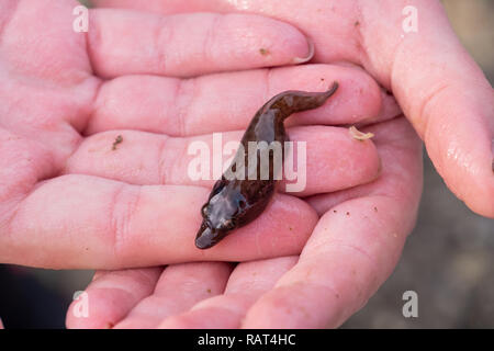 Cornish sucker fish / Shore clingfish (Lepadogaster purpurea) found in low tide rock pools on Gyllynvase Beach, Falmouth Stock Photo